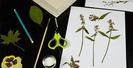 植物保鲜计